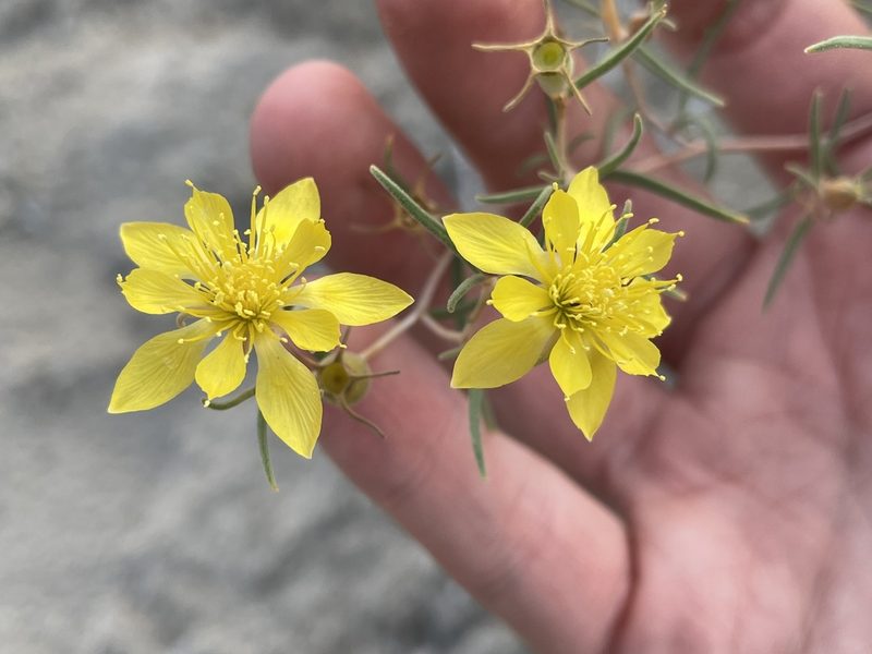 Mentzelia sivinskii, photographed by Bobby McCabe