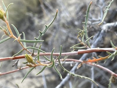 Mentzelia sivinskii, photographed by Bobby McCabe