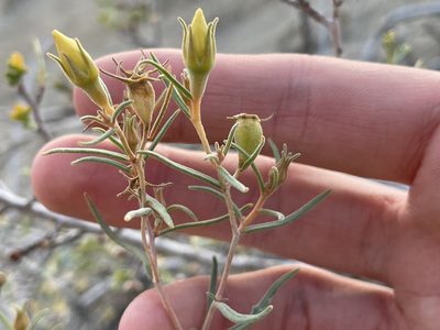 Mentzelia sivinskii, photographed by Bobby McCabe