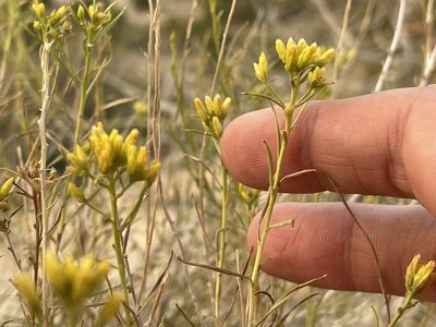 Chrysothamnus greenei, photographed by Bobby McCabe