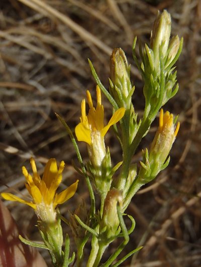 Ericameria bloomeri, photographed by Tom Wainwright
