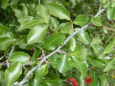 Ochna inermis, photographed by Andrew Hankey