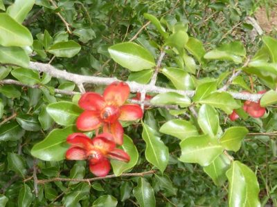 Ochna inermis, photographed by Andrew Hankey