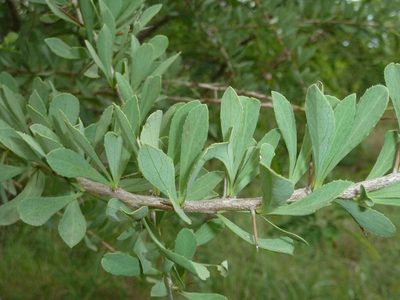 Gymnosporia glaucophylla, photographed by Andrew Hankey