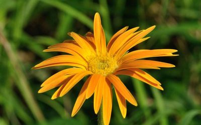 Gerbera jamesonii, photographed by Andrew Hankey