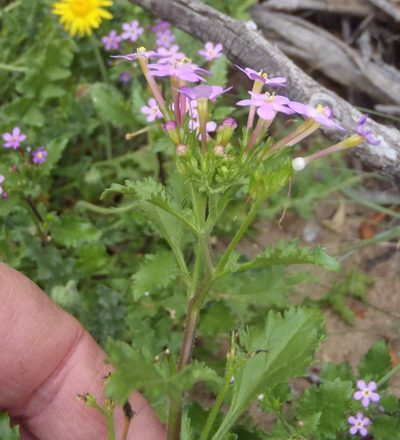 Sutera foetida, photographed by Nicola van Berkel