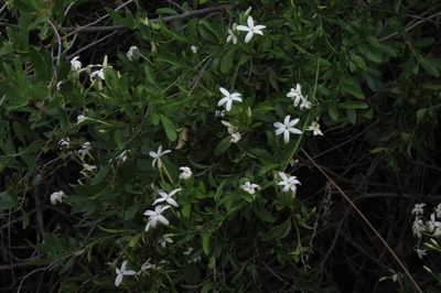 Jasminum angulare, photographed by Brian du Preez