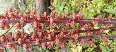 Pterospora andromedea, photographed by Alexis Murray