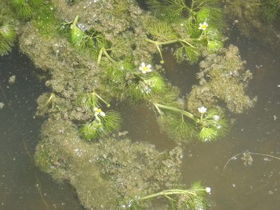 Ranunculus sphaerospermus, photographed by Nicola van Berkel