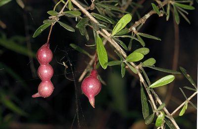 Maerua parvifolia, photographed by Wynand Uys