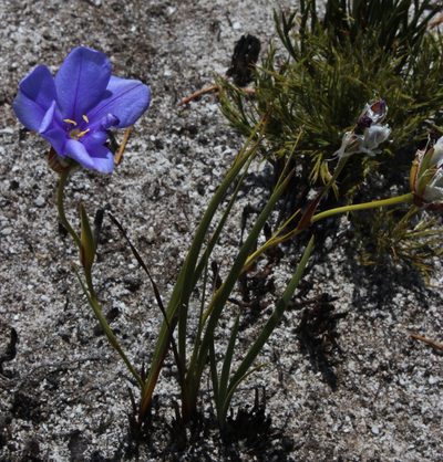 Aristea oligocephala, photographed by Tony Rebelo