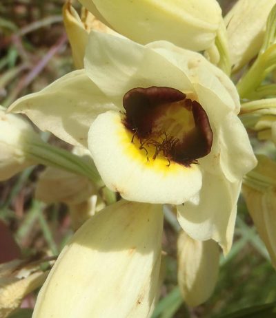 Eulophia welwitschii, photographed by Nicola van Berkel