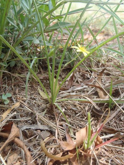 Hypoxis filiformis, photographed by Nicola van Berkel