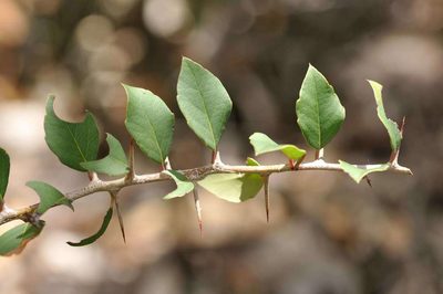 Scolopia zeyheri, photographed by Andrew Hankey