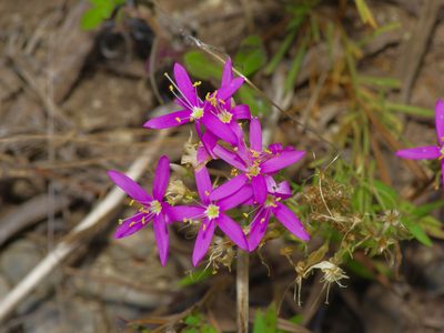 Zeltnera beyrichii, photographed by Michelle W. （鍾偉瑋）
