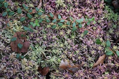 Sphagnum divinum, photographed by Игорь Васильев