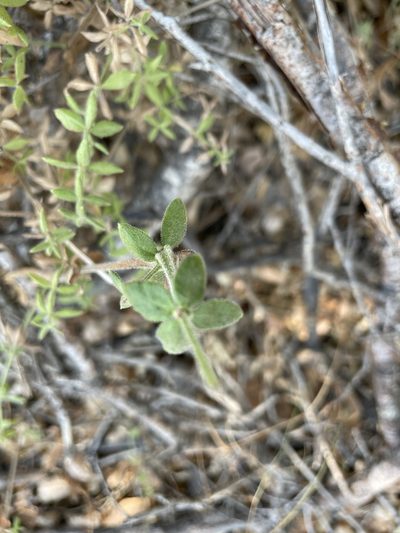 Trichogalium martirense, photographed by Sula Vanderplank