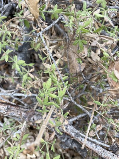 Trichogalium martirense, photographed by Sula Vanderplank
