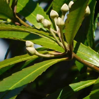 Ixerba brexioides, photographed by Stephen Thorpe