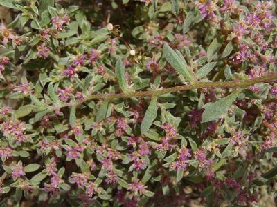 Aizoon portulacaceum, photographed by Nicola van Berkel