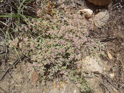 Aizoon portulacaceum, photographed by Nicola van Berkel