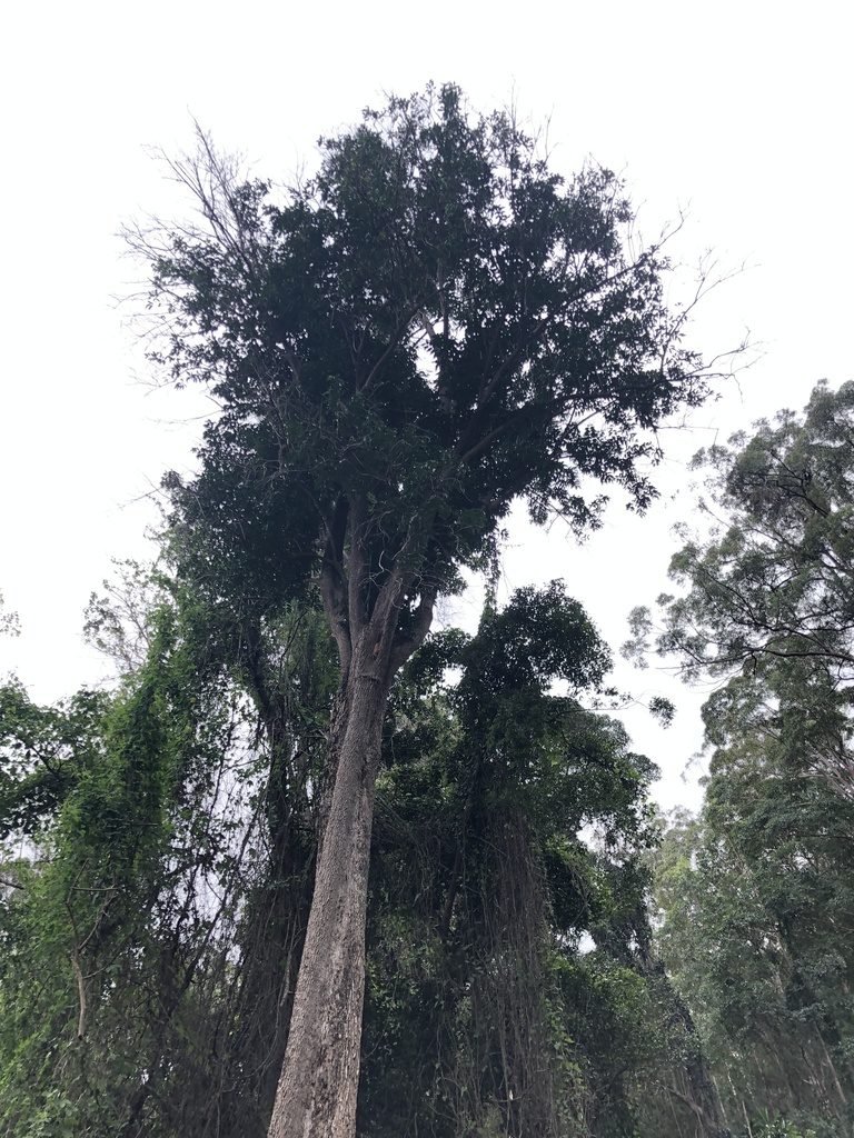 Planchonella eerwah, photographed by Tim Shields