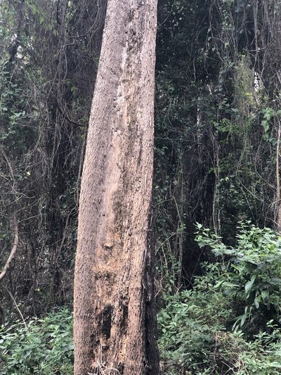 Planchonella eerwah, photographed by Tim Shields