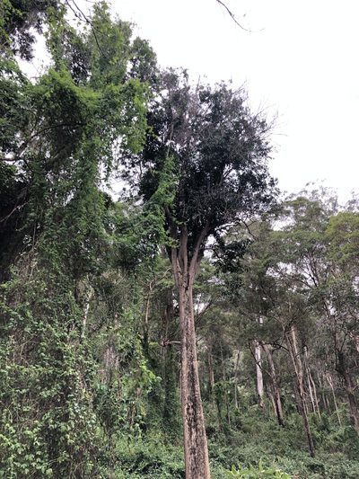 Planchonella eerwah, photographed by Tim Shields