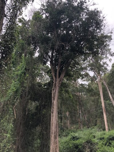 Planchonella eerwah, photographed by Tim Shields