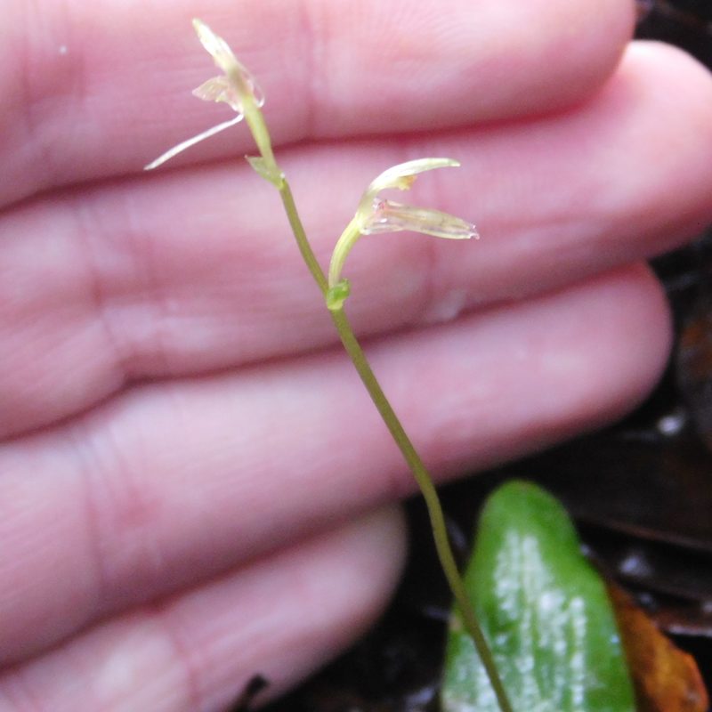 Cyrtostylis oblonga, photographed by Stephen Thorpe