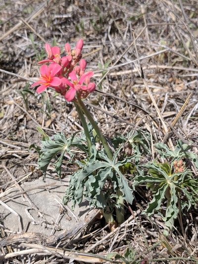 Jatropha cathartica, photographed by Alison Northup