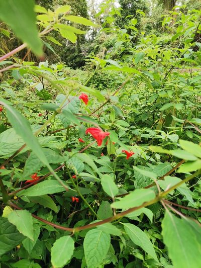 Impatiens turrialbana, photographed by Carlos Bolaños