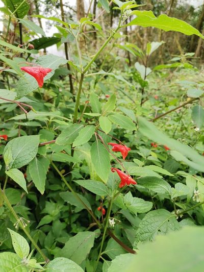 Impatiens turrialbana, photographed by Carlos Bolaños