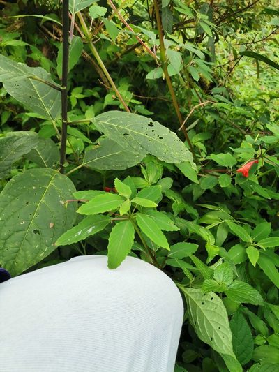 Impatiens turrialbana, photographed by Carlos Bolaños