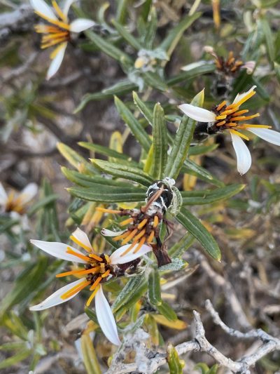 Mutisia ledifolia, photographed by Diego F. Cisneros-Heredia