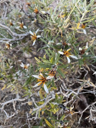 Mutisia ledifolia, photographed by Diego F. Cisneros-Heredia