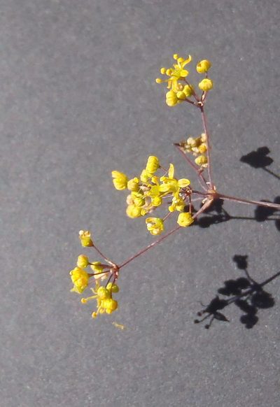 Chamarea longipedicellata, photographed by Nicola van Berkel