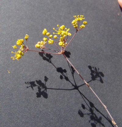 Chamarea longipedicellata, photographed by Nicola van Berkel