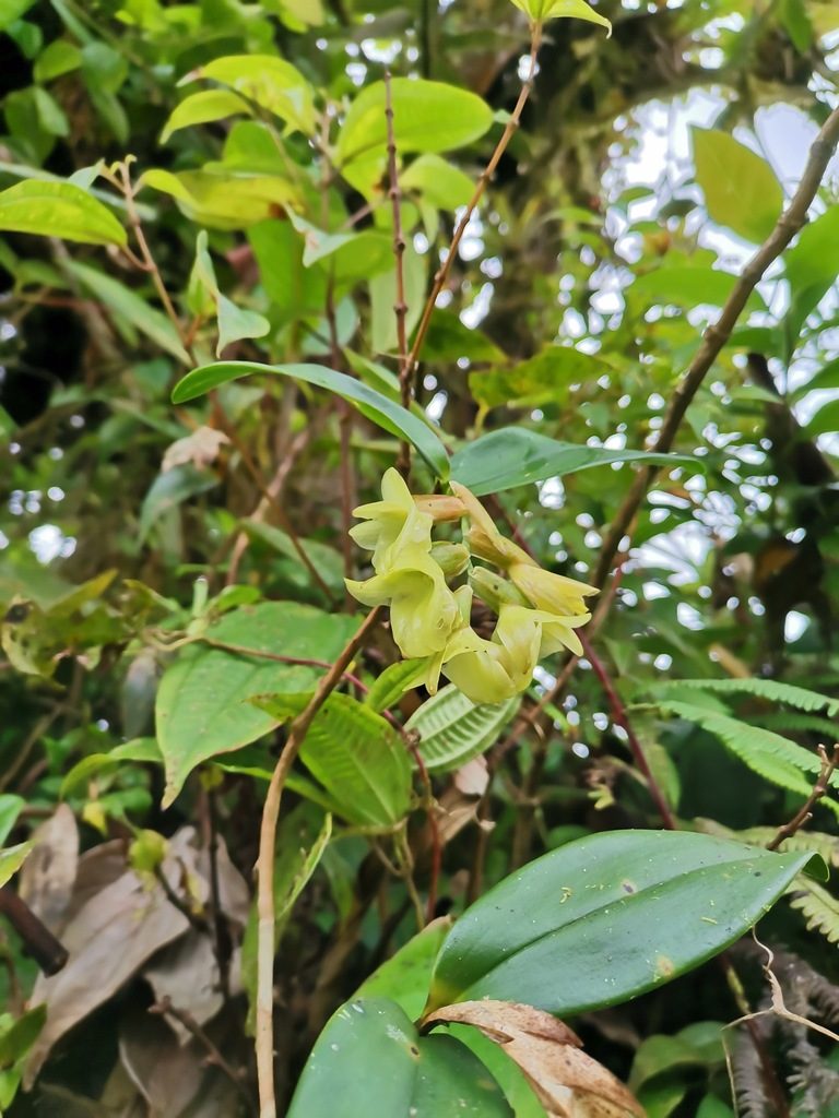 Epidendrum atwoodchlamys, photographed by Carlos Bolaños