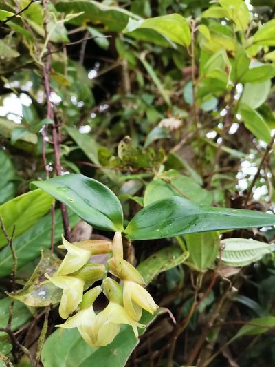 Epidendrum atwoodchlamys, photographed by Carlos Bolaños