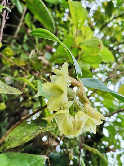 Epidendrum atwoodchlamys, photographed by Carlos Bolaños