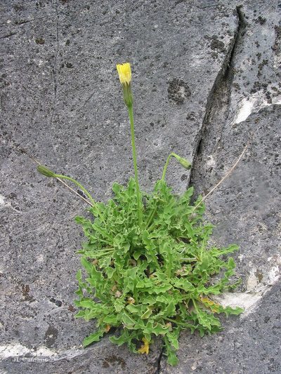 Leontodon farinosus, photographed by José Luis Camaño