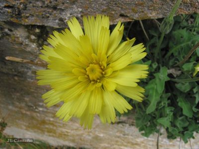 Leontodon farinosus, photographed by José Luis Camaño