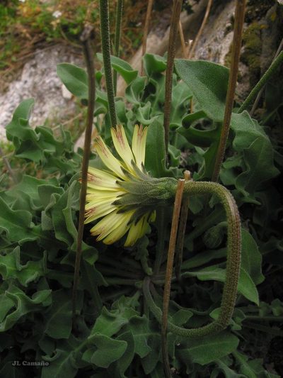 Leontodon farinosus, photographed by José Luis Camaño