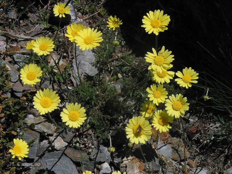 Leucanthemopsis flaveola, photographed by José Luis Camaño