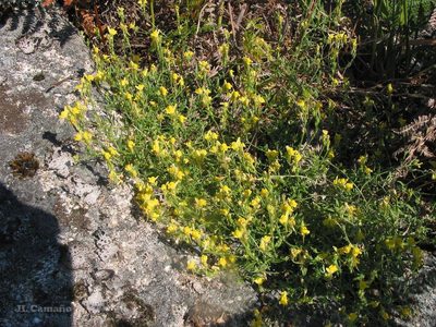 Linaria saxatilis, photographed by José Luis Camaño