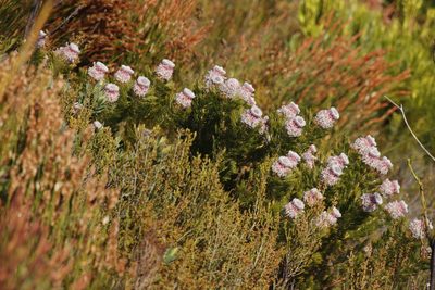 Serruria hirsuta, photographed by Tony Rebelo