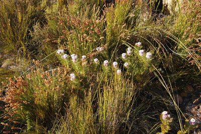 Serruria hirsuta, photographed by Tony Rebelo
