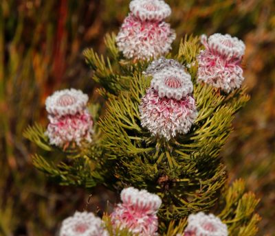 Serruria hirsuta, photographed by Tony Rebelo