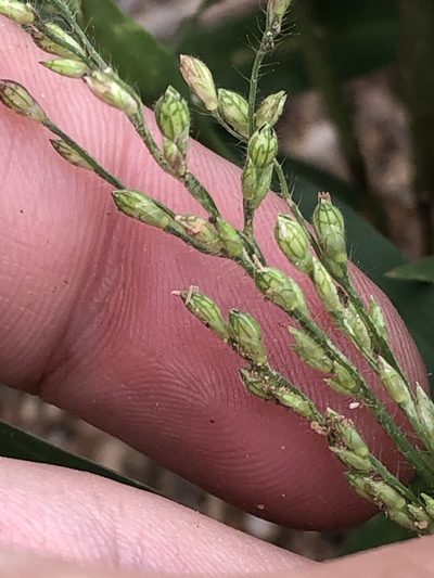 Urochloa arizonica, photographed by Jared Shorma
